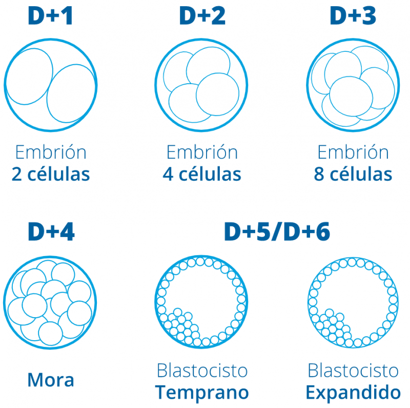 Qu Es Un Blastocisto O Transferencia Embrionaria En Una Fiv Eugin